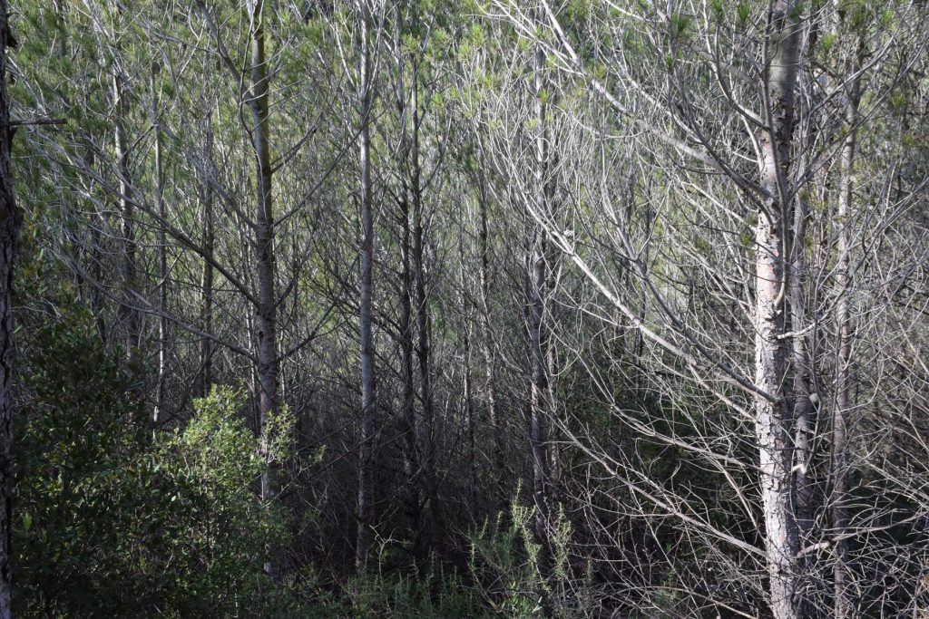 Pineda_jove_densa-2-JLuis