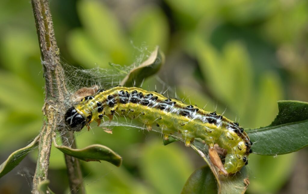 Eruga del boix - Fotografia: Galdric Mossoll
